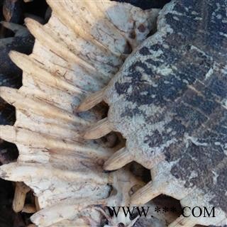 鳖甲 鳖甲陈货统货 产地 湖北省  华美中药 产地直销 重在品质图2