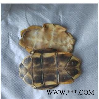 精品水龟板净货选货 质量好 价格低  规格齐全 产地 湖北省图2