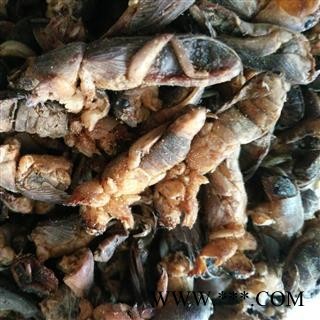 精品蝼蛄清水选货 质量好 价格低 产地 黑龙江省图2