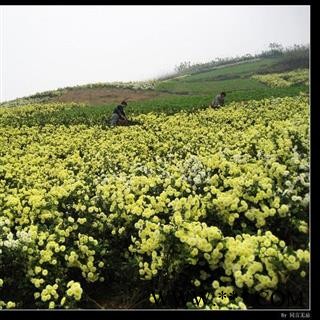 贡菊花 统 产地 安徽省黄山市徽州区  大货批发价图2