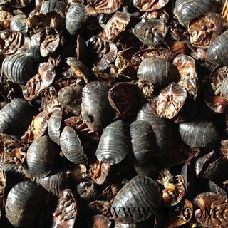 土元 土鳖虫小统货 产地 安徽省图2