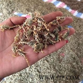 全虫宁夏小黄蝎盐水7成干配药用完整度高产地直销诚信信邦图4