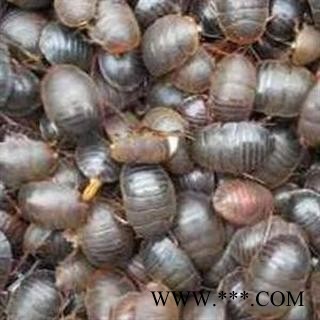 土鳖虫 统货 产地 山东省图2