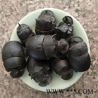 精品大将军 蜣螂清水选货 质量好 价格低  产地 山东省图2