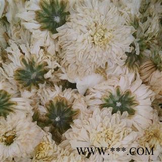 菊花 黄山贡菊花 产地 安徽省图3