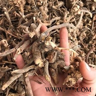 九盛堂中药材 山白芷 白面风 毛老虎 土白芷 山芷梅 白牛胆 羊耳菊图2