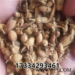 佛手花   佛柑花 新货图4