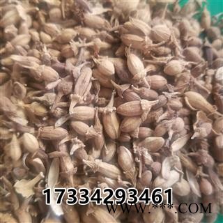 佛手花   佛柑花 新货图2