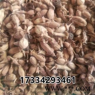 佛手花   佛柑花 新货图3