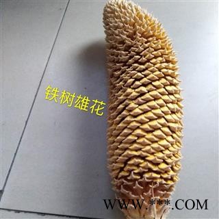 铁树花 雄花  选 2020 产地 四川省德阳市图2