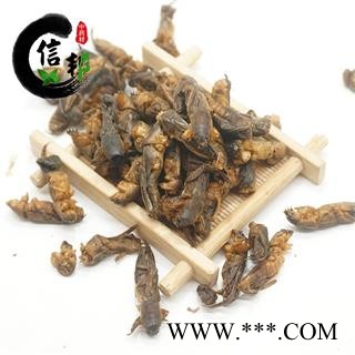 土狗蝼蛄正品土狗子清水无加重体型完整无杂蝲蝲蛄土狗子拉拉蛄干专注品质，诚信信邦！图3