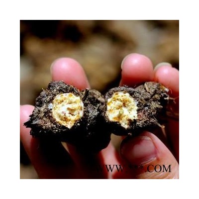 苍术2021秦岭茅苍术朱砂点苍术南苍术霜苍术 高含量产地 陕西省秦岭山区