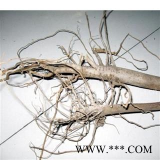 棉花根  统 产地 新疆维吾尔自治区 批发各种冷背中草药个子图2