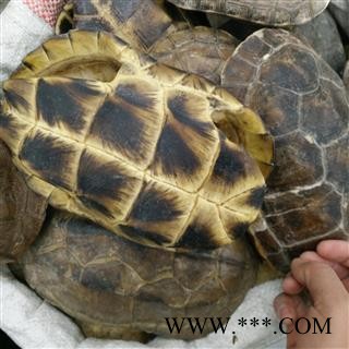 龟板 龟甲  乌龟壳  旱龟板  碎龟壳 草龟壳整个龟甲 有的掉皮 统货 产地 江苏省   特价图2
