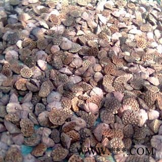 莲房 统货 产地 江西省图2