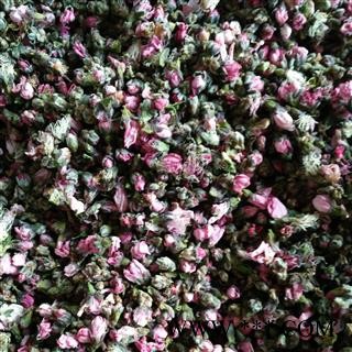 桃花 家中桃花 选货 产地 山东省图2