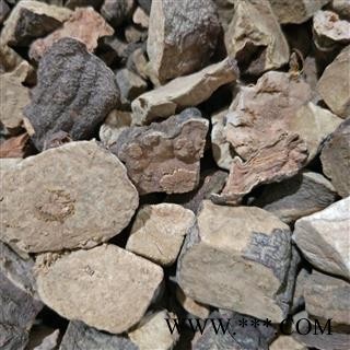 何首乌丁 何首乌选丁 产地 四川省攀枝花市图2