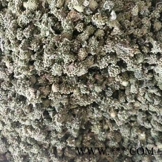 三七花 两年生三七花无柄小选货 产地 云南省图2