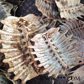 鳖甲 鳖甲新货  物美价廉  价格美丽 充足 含量 无碎瓣 无肉质残留 产地 浙江省图2