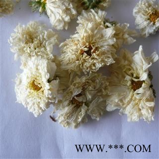 精选贡菊花 七月菊  新货颜色好图2