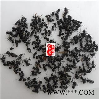 黑蚂蚁 红蚂蚁 拟黑多刺蚁 大黑蚂蚁净货 产地 广西壮族自治区图4