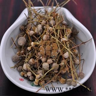 谷精珠 天星草 挖耳朵草 珍珠草 统货 产地 江苏省 货真价实 批发各种规格中药材 花茶 矿石 野生冷背中药材图3