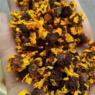 小丽百草行雪菊 昆仑雪菊   雪菊图3