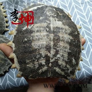 【包邮】鳖甲 老鳖甲 无肉特大个 选货 四川产 干度好【良心经营 品种齐全】图4