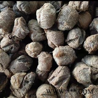 桑螵蛸 选 产地 山东省图4