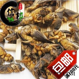 蝼蛄土狗黑龙江优质土狗一公斤起售欢迎选购一手货源合作共赢专注品质，诚信信邦！图2