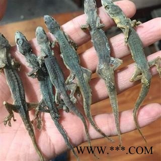 天龙 壁虎选货正品保证质量7天无理由退货退款 中药材批发 丽丽药业图3