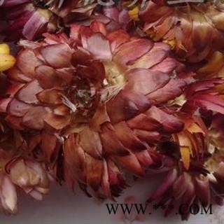 小丽百草行七彩菊 新货颜色好图2