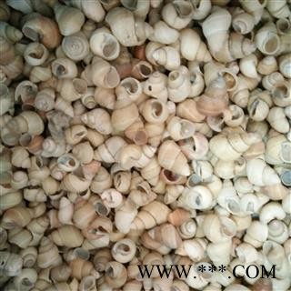 蜗牛 蜗牛壳 产地 江苏省图2