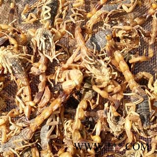 全蝎 清水全蝎季节促销9.8成干 产地 河南省平顶山市汝州市（要预订）图3