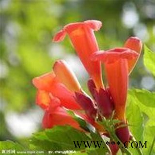 凌霄花 选 凌霄花  产地 安徽省 德誉堂药业批发各种中药材图2