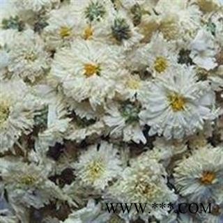 小丽百草行菊花 太阳菊 太阳花图2