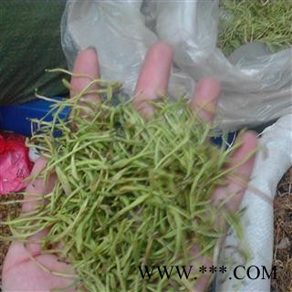 头花 精品山银花2021 绿色 优质统货  产地 湖南省湘潭市韶山市图3