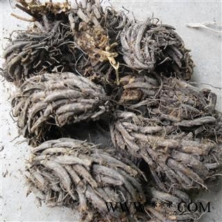 昏鸡头；绵马贯众 统货 产地 四川省成都市双流县图4