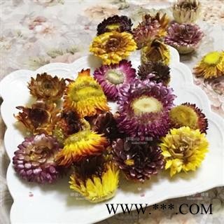 菊花 七彩菊 正品保证质量图4