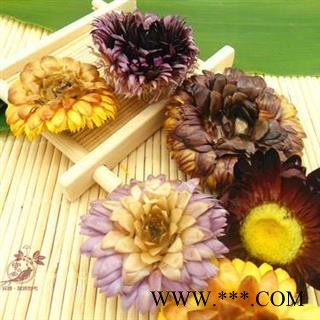 菊花 七彩菊 正品保证质量图2