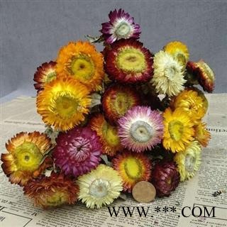 菊花 七彩菊 正品保证质量图3