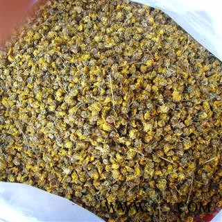 野菊花 统 产地 安徽省 华美中药 产地直销 重在品质图3