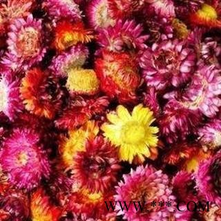精品七彩菊选货 菊花 质量好 价格低 产地直销   产地 河南省图2