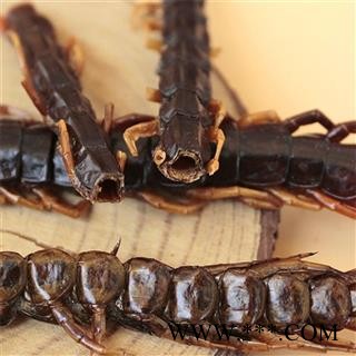 蜈蚣 蜈蚣大条选货14-17cm 产地 湖北省【文杰药业】重在品质图4