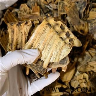 鳖甲 本店新到炒鳖甲净货 产地 山东省图2