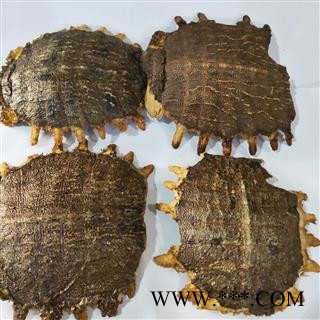 鳖甲 本店新到炒鳖甲净货 产地 山东省图3