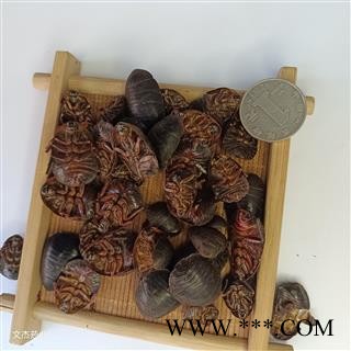 土元 土鳖虫水洗腹空大统货 产地 山东省【文杰药业】新货上市 实物拍摄 现货批发1000克图4