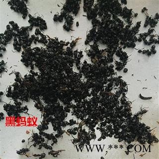 黑蚂蚁市场主流货一公斤起售欢迎选购专注品质，诚信信邦！图2
