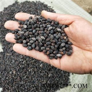 小丽百草行入地老鼠  紫茉莉根花子白花参子非鸦胆子图2