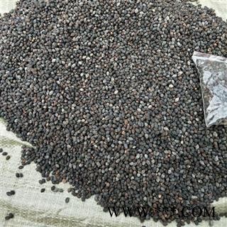 小丽百草行入地老鼠  紫茉莉根花子白花参子非鸦胆子图3